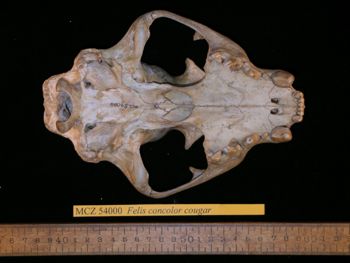 Media type: image;   Mammalogy 54000